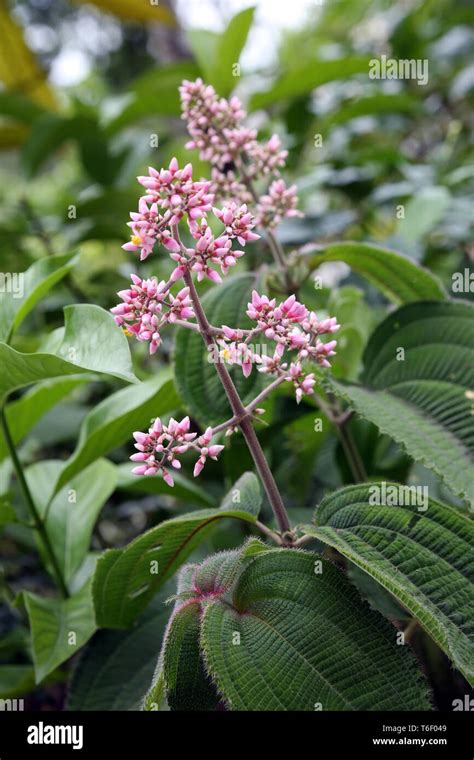 Melastomaceae Reader