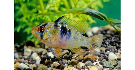 Melo Ramirezi: The Ultimate Guide to Keeping and Caring for the Sparkling Jewel of Aquariums