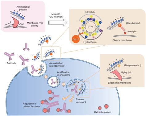 Membrane Interacting Peptides and Proteins PDF