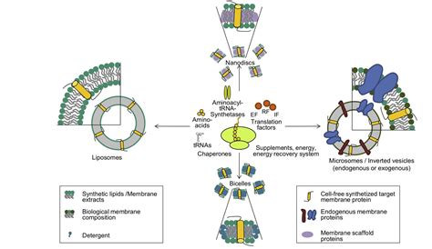 Membrane Protein Expression Systems A Users Guide PDF