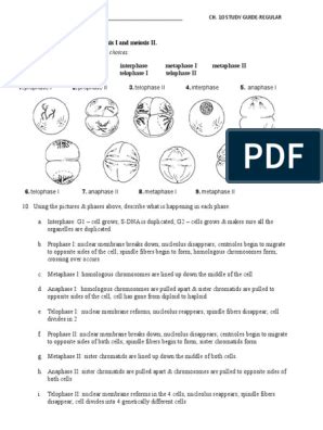 Mendel Meiosis Chapter 10 Worksheet Answer Key Reader