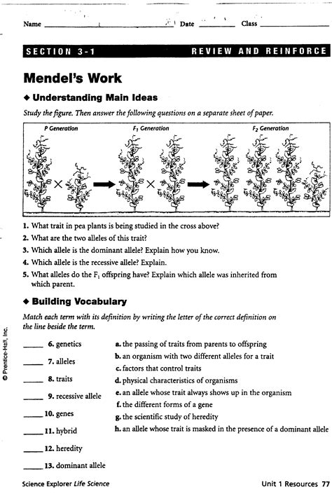 Mendel Work Worksheet Answers Reader