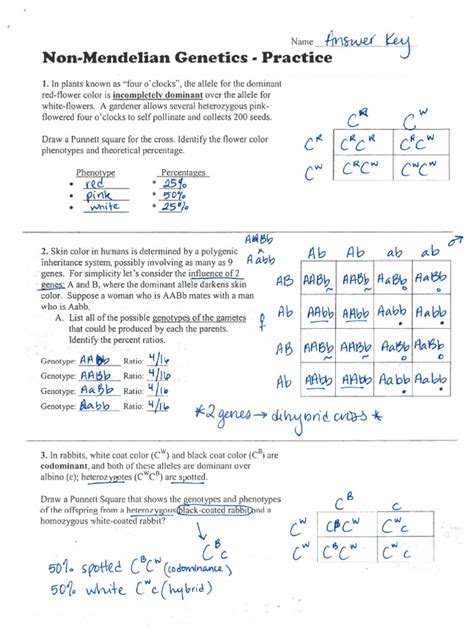 Mendelian Genetics Review Answers Doc