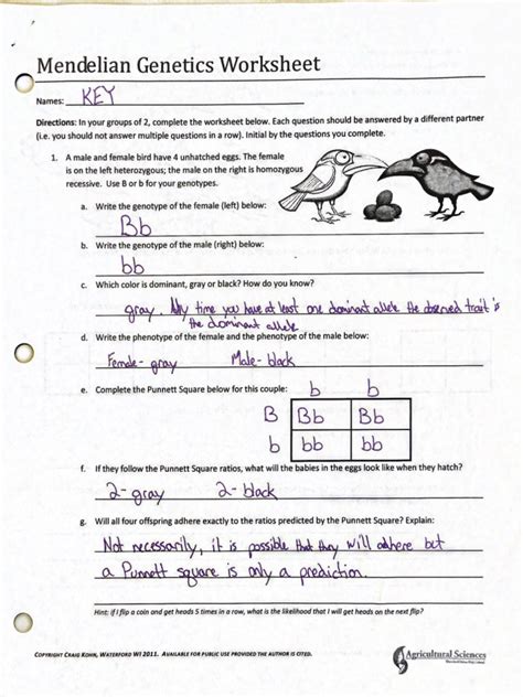 Mendelian Genetics Worksheet Answer Key Reader