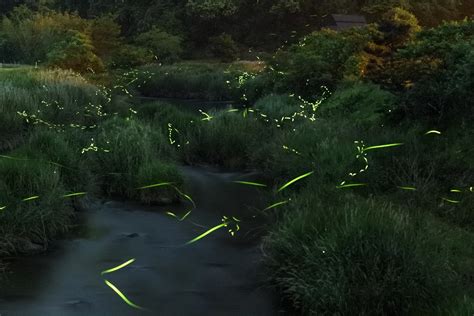 Menis Hotaru: A Comprehensive Guide to the Fireflies of Japan