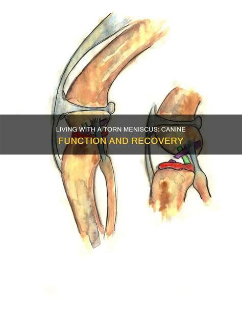 Meniscus Tear in Dogs: An Essential Guide to Diagnosis, Treatment, and Recovery