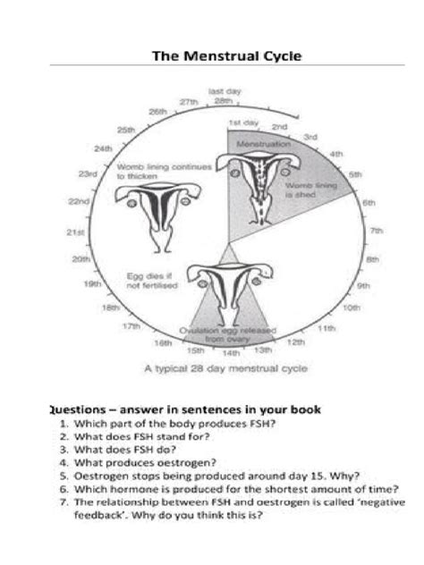 Menstrual Cycle Answer Key Kindle Editon