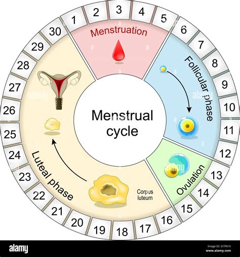 Menstruation PDF