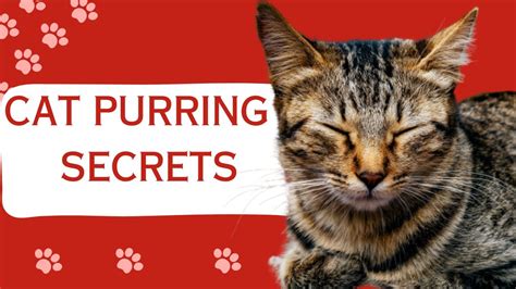 Meow to Succeed: Unlocking the Purrfect Potential of Mauws