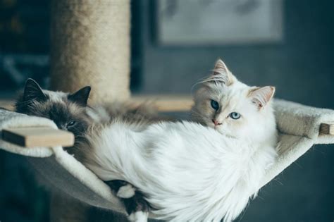 Meowstick: The Essential Guide to Unlocking Your Cat's Inner Zen