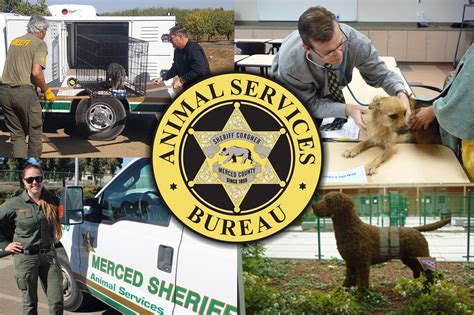 Merced County Animal Shelter: A Comprehensive Guide to Animal Welfare (10,000+ Words)