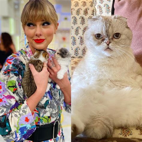 Meredith Cat Taylor Swift: The Purr-fect Muse for a Timeless Icon