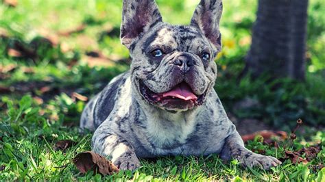 Merle French Bulldog Cost: Unveiling the Price of a Rare Canine Companion