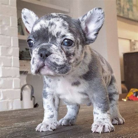 Merle French Bulldogs: A Rare and Coveted Breed