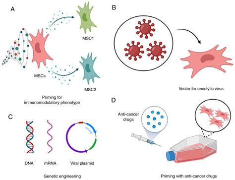 Mesenchymal Stem Cells in Cancer Therapy Epub