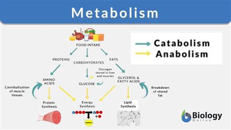 Metabolism