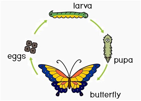 Metamorphosis Epub