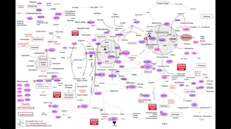 Methylation Pathway Chart