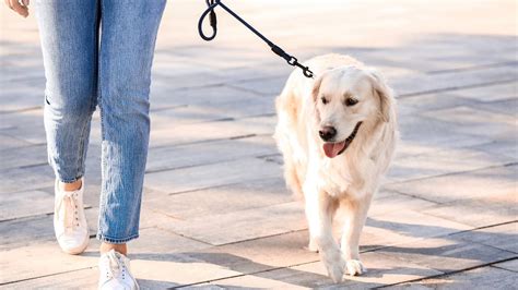 Metro y Pie: The Perfect Walking Companion