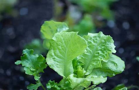 Mew Lettuce: A Nutritional Powerhouse for Health and Well-being