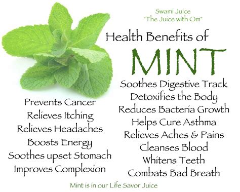 Mew Mint: A Refreshing Way to Enhance Your Wellbeing