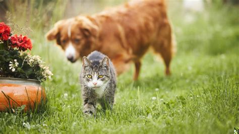 Mewtants and Woofs: Unleashing the Symbiotic Bond Between Cats and Dogs