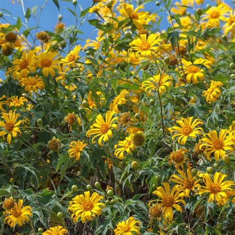 Mexican giant sunflowers