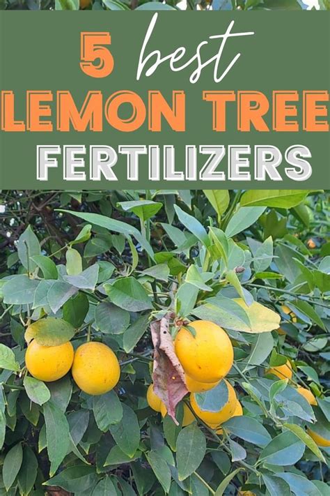 Meyer Lemon Tree Fertilizer: 5 Must-Know Tips for a Bountiful Harvest