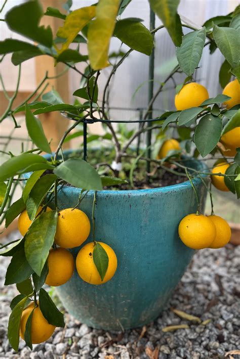 Meyer Lemon Tree Fertilizer: The Ultimate Guide