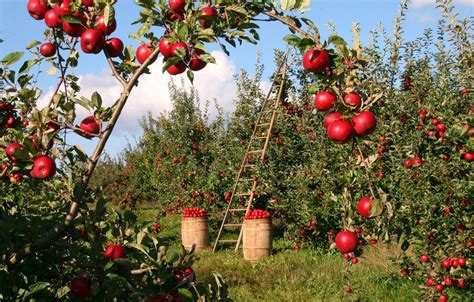 Mia's Apples: The Ultimate Guide to Growing, Harvesting, and Storing Apples