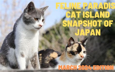 Miao: A Feline Paradise