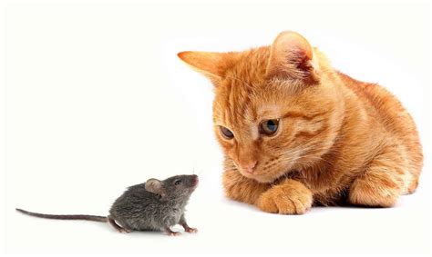 Mice, Mice, and Cats: An Informative Guide to the Battle