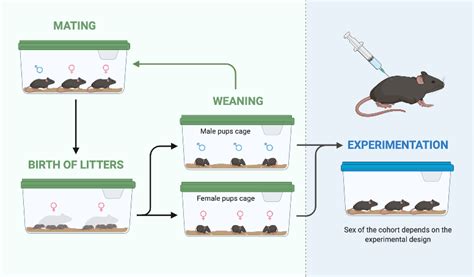 Mice Breeding Setup: A Comprehensive Guide