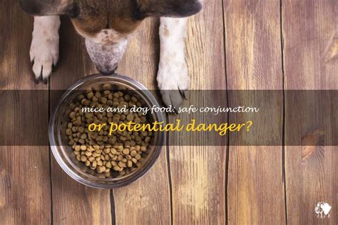 Mice and Dog Food: A Guide to Potential Risks and Prevention