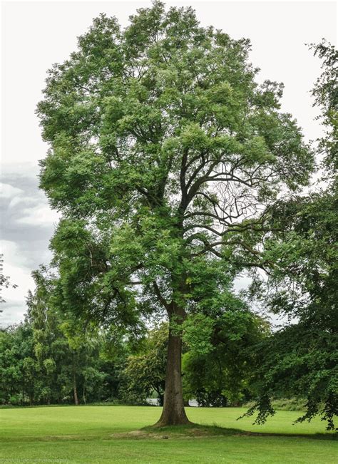 Michigan Trees Doc