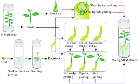 Micro-propagation of Forest Trees Through Tissue Culture Reprint Kindle Editon