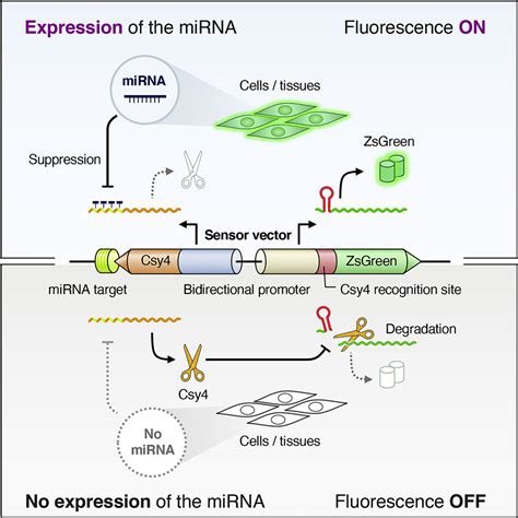 MicroRNA Expression Detection Methods Kindle Editon