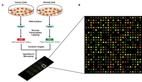 Microarray Analysis of the Physical Genome Methods and Protocols Reader