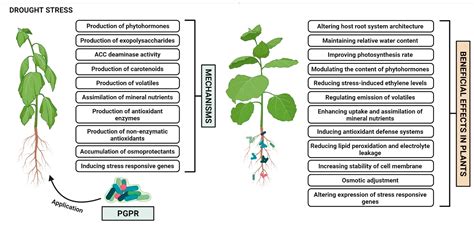 Microbial Development Under Environmental Stress Reader