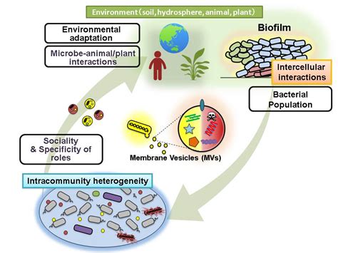 Microbial Ecology Doc