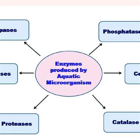 Microbial Enzymes in Aquatic Environments Reader