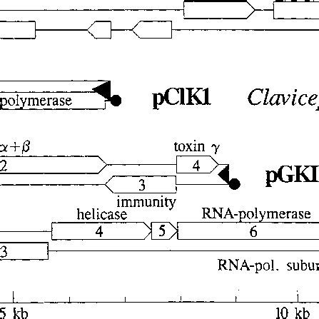 Microbial Linear Plasmids Reader