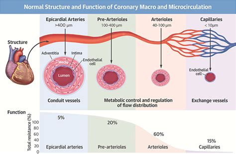 Microcirculation in Venous Disease PDF