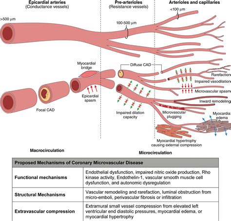 Microcirculation in Venous Disease Reader