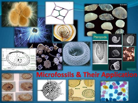 Microfossils and their Applications 1st Edition Reader