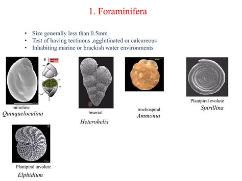 Microfossils and their Applications 1st Edition Reader