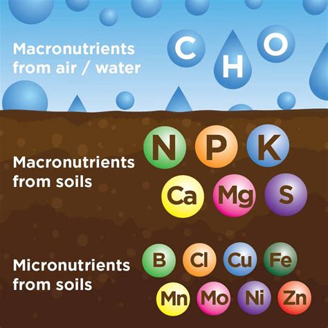 Micronutrient Fertilizer: The 7 Essential Elements for Plant Growth