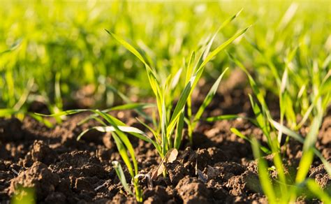 Micronutrient Fertilizer: Unlocking 5 Key Benefits for Thriving Crops