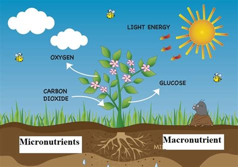 Micronutrients Fertilizer: The Key to Optimal Plant Growth