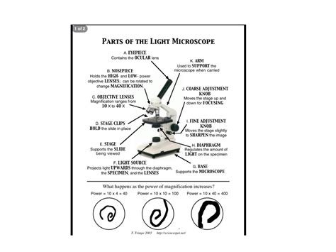 Microscope Mania Packet Answer Key Reader